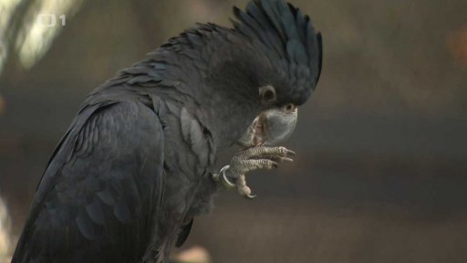 Zoo a adopce zvířat