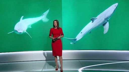 Mládě žraloka velkého bílého