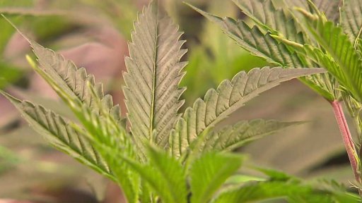 Zákaz HHC a dalších látek; Využití léčebného konopí