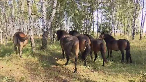 Zubři, pratuři a divocí koně jako ochránci přírody v Milovicích