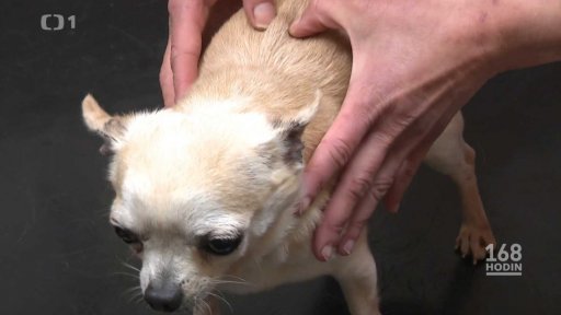 Fabriky na štěňata