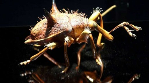 MegaBrouci Fascinující svět hmyzu