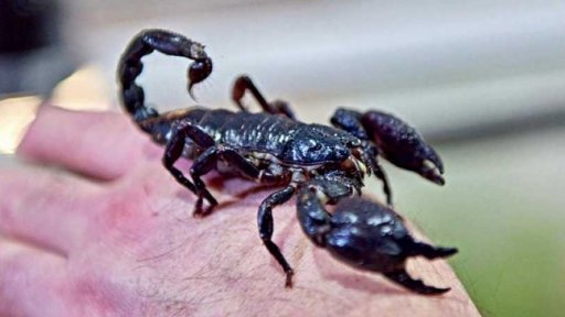 Masožravci versus vegetariáni