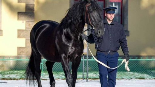 V pololetí koně letí!