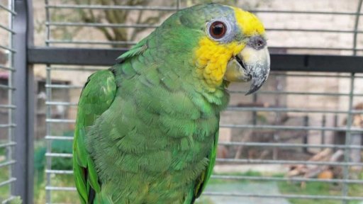 Roztáhněte křídla a leťte – ukázka papoušků v botance