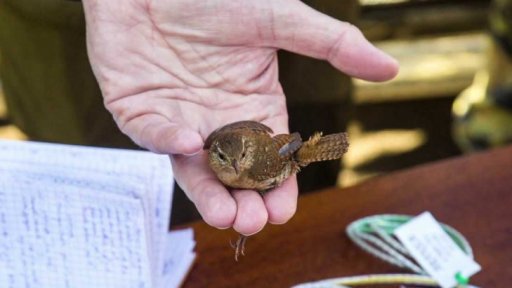 Vítání ptačího zpěvu