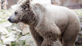 ZOO Děčín slaví 75. narozeniny s medvědem Brunem