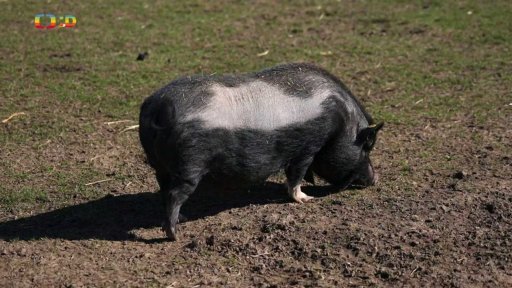 Příroda: Nejchytřejší zvíře - prase
