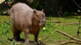 Příroda: Kapybara