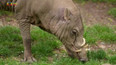 Příroda: Babirusa