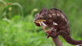 Příroda: Chameleoni