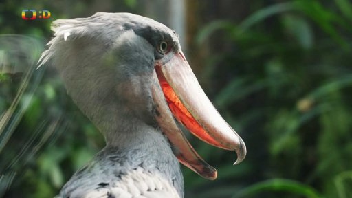 Příroda: Člunozobec