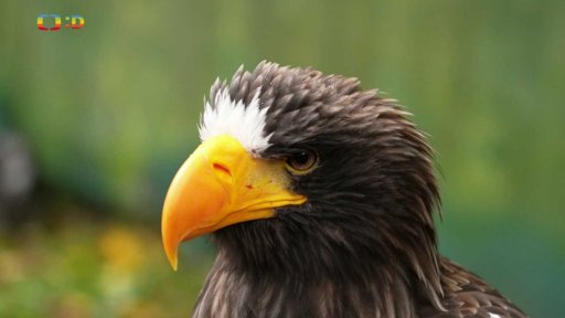 Příroda: Sokolnictví