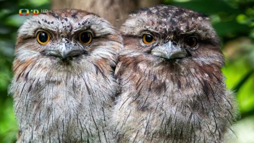 Lelkoun soví – je to sova, není to sova?