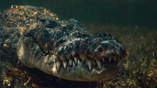 Krokodýl, král predátorů