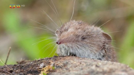 Bělozubka - nejmenší savec na světě