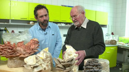 Méně známé hlívy