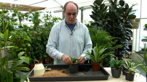 Netradiční pěstování tradičních pokojovek