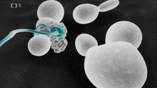 Jak si poradit s plísní na zdi