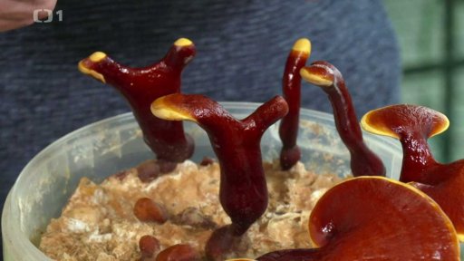 Korálovec a ti druzí