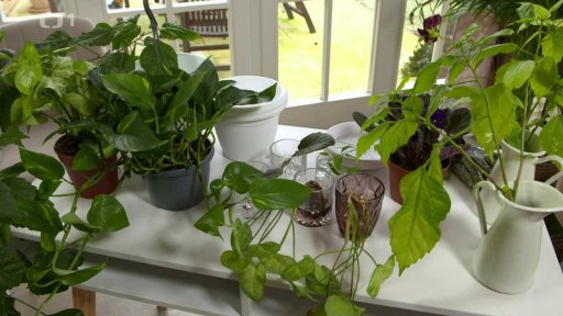 Množení pokojových rostlin