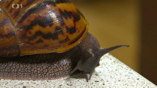 Chov afrických šneků