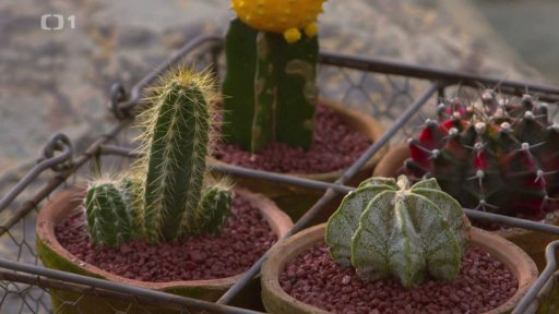 Základní pravidla pro pěstování kaktusů