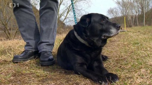 Kdy a jak pomáhat psovi s hygienou