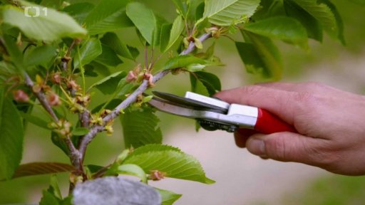 Výchovný řez peckovin