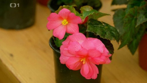 Stínomilné rostliny do nádob