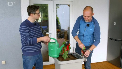 Pěstování zeleniny na balkoně