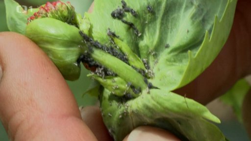 Domácí prostředky proti škůdcům a chorobám rostlin