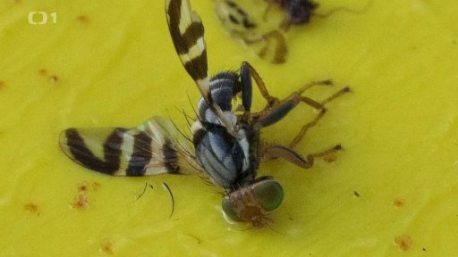 Nové druhy invazních škůdců – hmyz