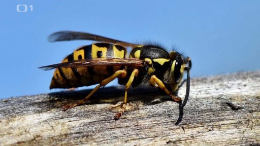 Sršeň obecná a asijská – jak nebezpečné doopravdy jsou?