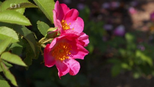 Hrdinové na našich zahradách