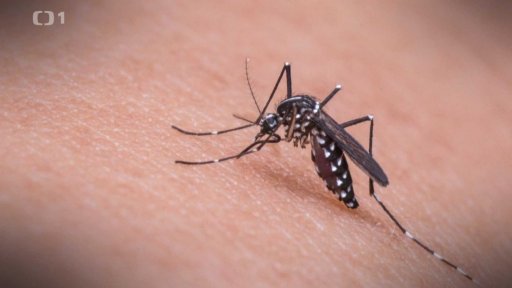 Jak se zbavit komárů