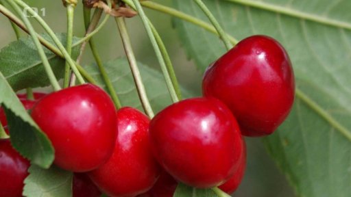 Staré odrůdy třešní