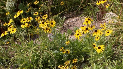 Kvetoucí trvalky horkého léta