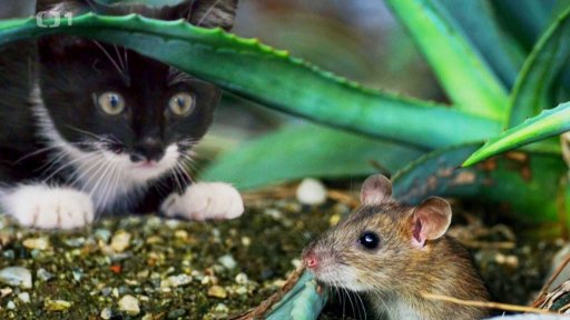 Nechtění návštěvníci domácností