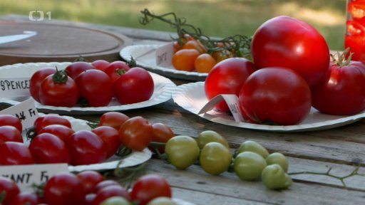 Top odrůdy rajčat