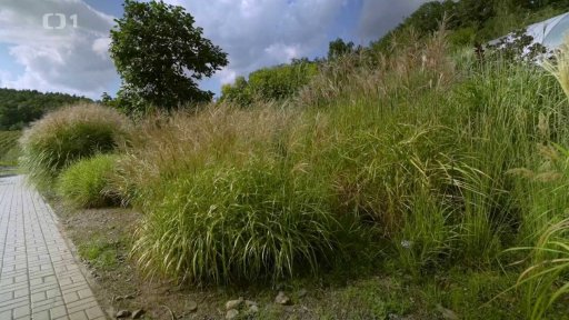 Okrasné traviny – co všechno dokáží