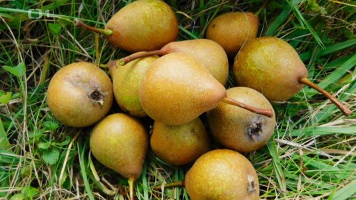 Staré odrůdy hrušní