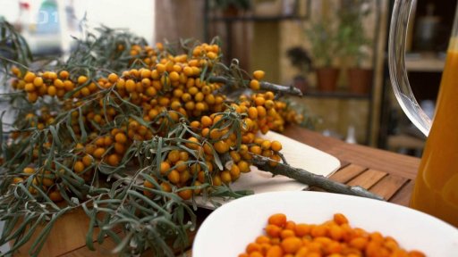 Zpracování rakytníku