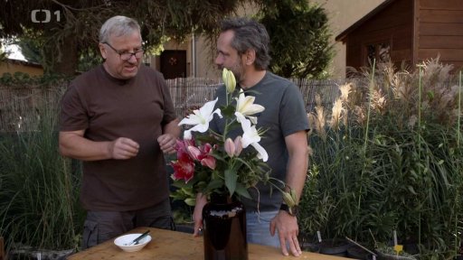 Lilie a podzimní péče o ně