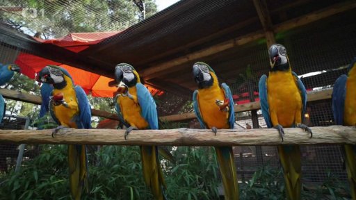 Cesta papouščího mláděte do dopsělosti