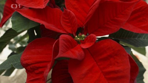 Vánoční barvy a květiny