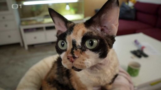 Plemeno devon rex