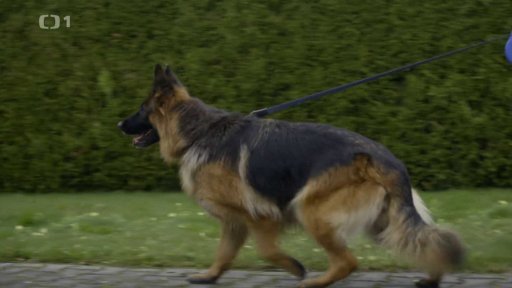 Nezkrotná Amy: v čem je problém?