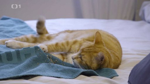 Raubíř Charlie: seznámení s koučem