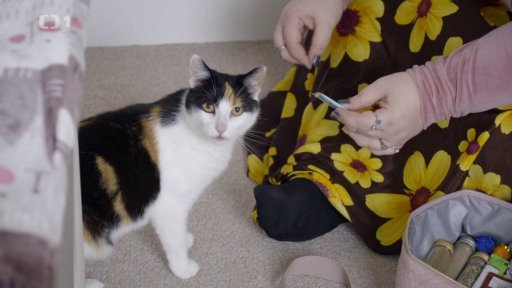 Zlodějská Westa: seznámení s koučem